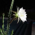 15 SEEDS Harrsia Pomanensis (Night blooming cacti florida exotic rare cactus seed)