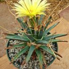 25 SEEDS Leuchtenbergia Principis (Exotic agave cactus rare succulent plant seed) 25 SEEDS Leuchtenbergia Principis (Exotic agave cactus rare succulent plant seed)