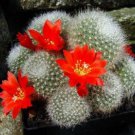 15 SEEDS Rebutia Hyalacantha (Exotic rare cactus globular flowering cacti seed)