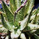50 SEEDS Aloe Cultivar White Lightning (Exotic hybrid rare color succulent seed) 50 SEEDS Aloe Cultivar White Lightning (Exotic hybrid rare color succulent seed)