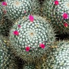 15 SEEDS RARE MAMMILLARIA GEMINISPINA (Exotic cacti pincushion cactus seed)