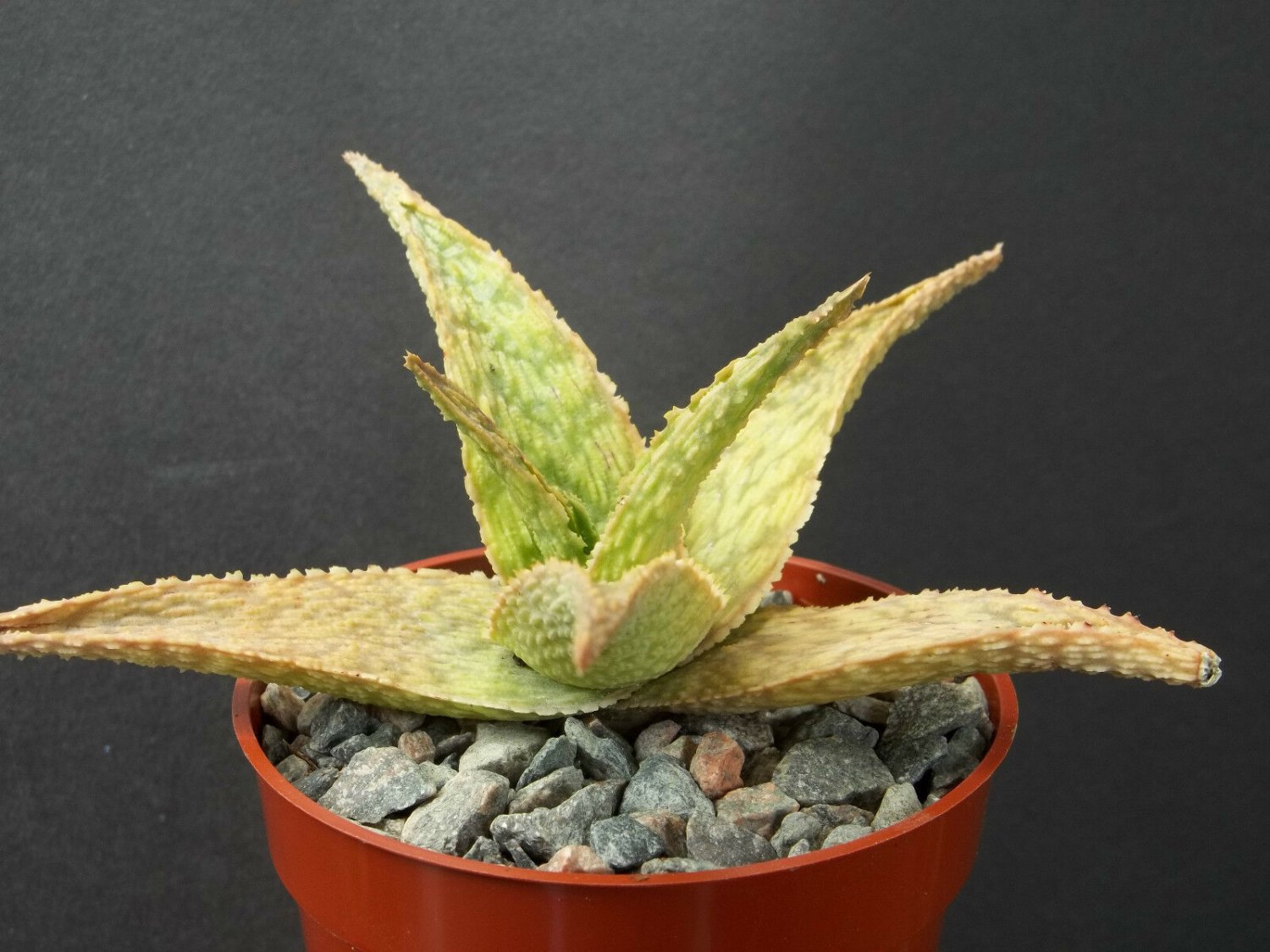 4" Pot RARE ALOE SILVER RIDGE (Succulent plant exotic cacti cactus agave bonsai)