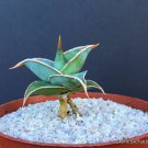 4" Pot SANSEVIERIA PINGUICULA SHORT LEAF (Rare walking succulent cactus plant) 4" Pot SANSEVIERIA PINGUICULA SHORT LEAF (Rare walking succulent cactus plant)