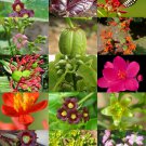 50 Seeds JATROPHA MIX Landscape (Plant physic nut caudex flower succulent desert) 50 Seeds JATROPHA MIX Landscape (Plant physic nut caudex flower succulent desert)