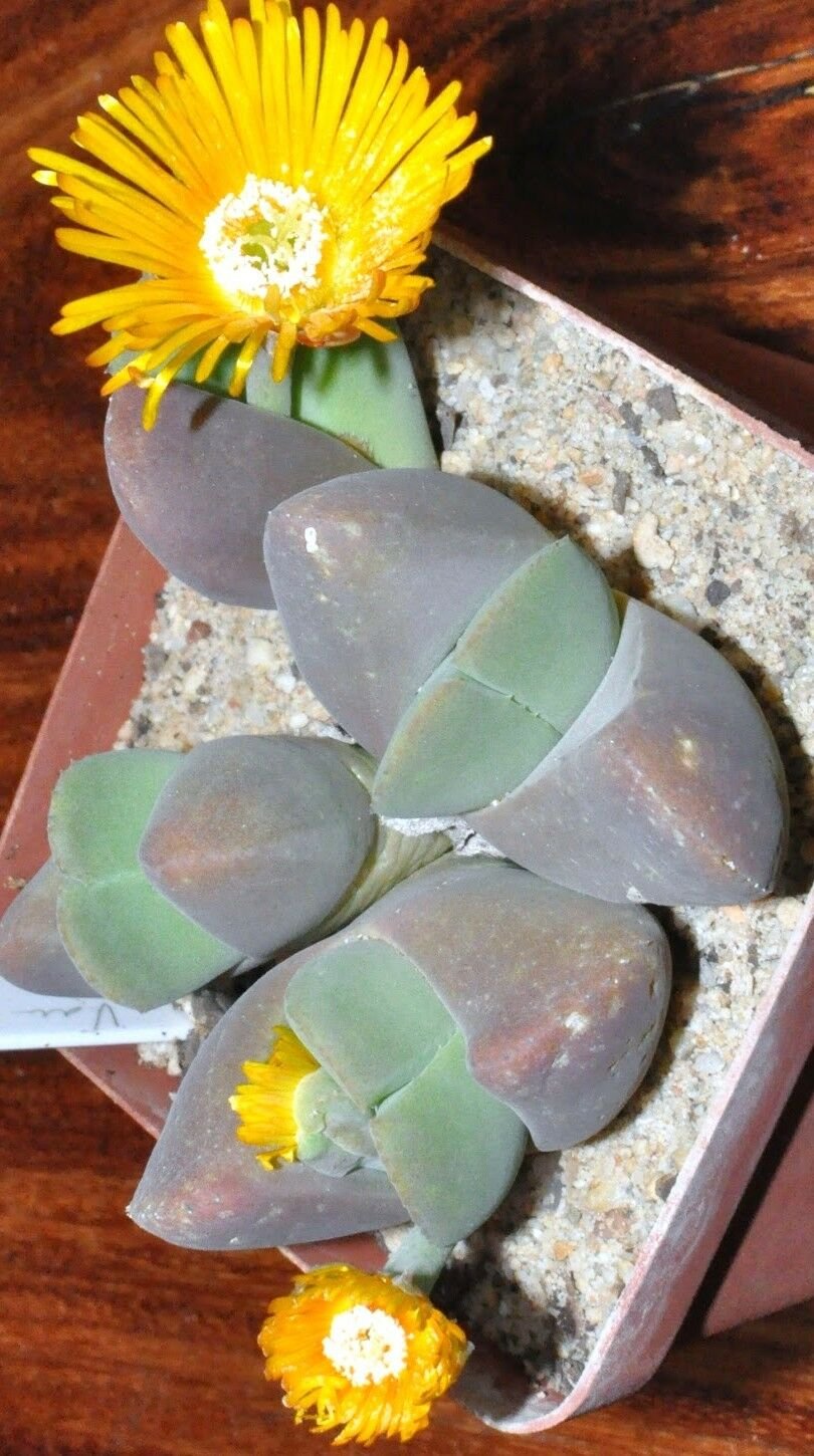 15 SEEDS Vanheerdea Divergens (Rare mesembs rock succulent living stones seed)