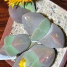15 SEEDS Vanheerdea Divergens (Rare mesembs rock succulent living stones seed) 15 SEEDS Vanheerdea Divergens (Rare mesembs rock succulent living stones seed)