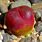 15 SEEDS RARE CONOPHYTUM MAUGHANII (Mesemb exotic succulents seed living stones)