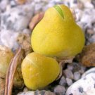 15 SEEDS Oophytum Nordenstamii (Rare living stones mesembs rock succulent seed)