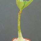 2" Pot ADENIUM OBESUM (Rare caudex collection exotic bonsai desert rose plant)