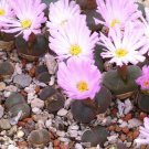 15 SEEDS Conophytum Friedrichii (Exotic cactus rare living stones mesemb seed)