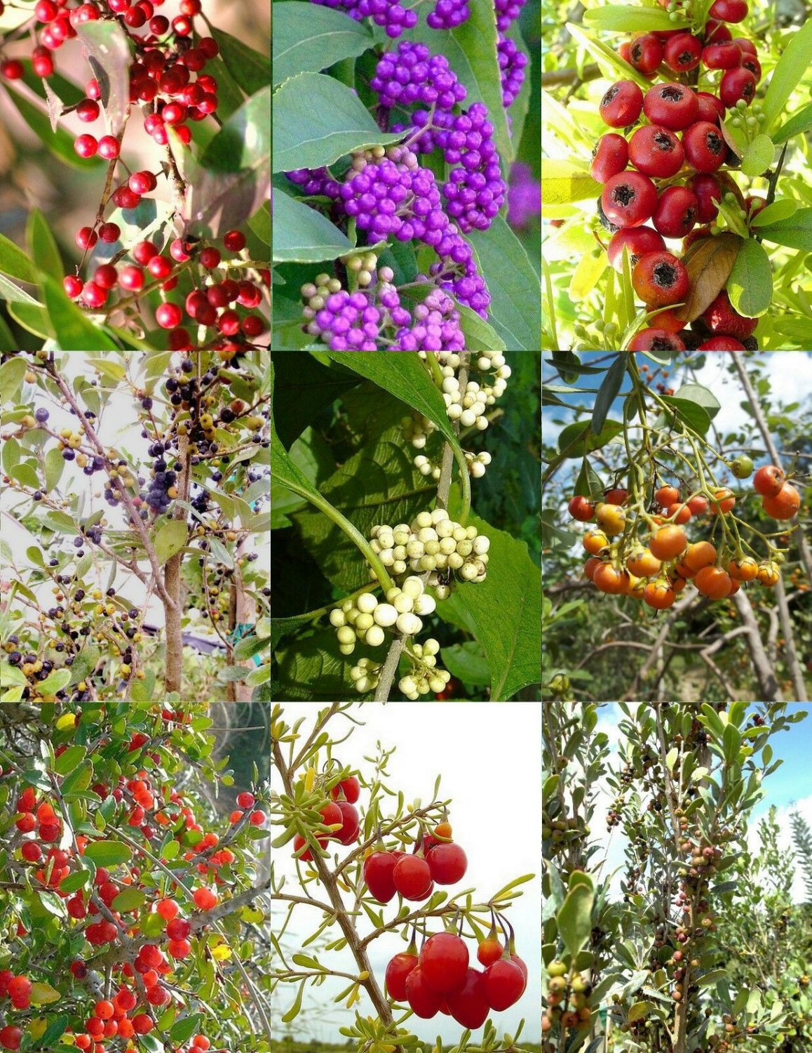 15 Seeds FLORIDA NATIVE TREES variety MIX (Rare flower plant fragrant wild berrie)