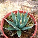 50 SEEDS RARE AGAVE UTAHENSIS EBORISPINA (Exotic succulent cactus seed aloe)