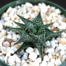 4" Plant RARE ALOE DESCOINGSII (Exotic succulent cactus cacti agave haworthia)