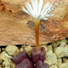 15 SEEDS RARE CONOPHYTUM CUBICUM (Mesemb exotic succulents seed living stones)