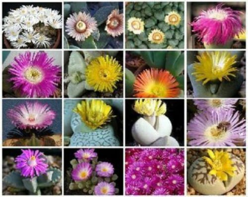 100 SEEDS Mesembs VARIETY MIX (Exotic rare succulent cactus ice living stone seed)