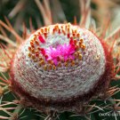 20 SEEDS RARE MELOCACTUS ERNESTII (Exotic turk's cap cactus cacti succulent seed)