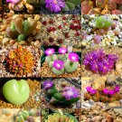 15 SEEDS COLOR GIBBAEUM MIX (Succulent cactus mixed living stones rock plant seed) 15 SEEDS COLOR GIBBAEUM MIX (Succulent cactus mixed living stones rock plant seed)
