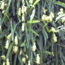 100 SEEDS Hylocereus Undatus Graft Stock Cactus 100 SEEDS Hylocereus Undatus Graft Stock Cactus