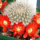 15 SEEDS Rebutia Pulchella (Exotic rare cactus globular flowering cacti semi seed)