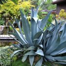 50 SEEDS AGAVE SALMIANA (Rare succulent pulque century plant exotic garden seed) 50 SEEDS AGAVE SALMIANA (Rare succulent pulque century plant exotic garden seed)