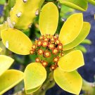 10 SEEDS Euphorbia Neriifolia (Rare cactus exotic succulent cacti flowering seed) 10 SEEDS Euphorbia Neriifolia (Rare cactus exotic succulent cacti flowering seed)