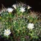 100 SEEDS Mammillaria Decipiens (Pincushion flowering cacti rare cactus semi seed)