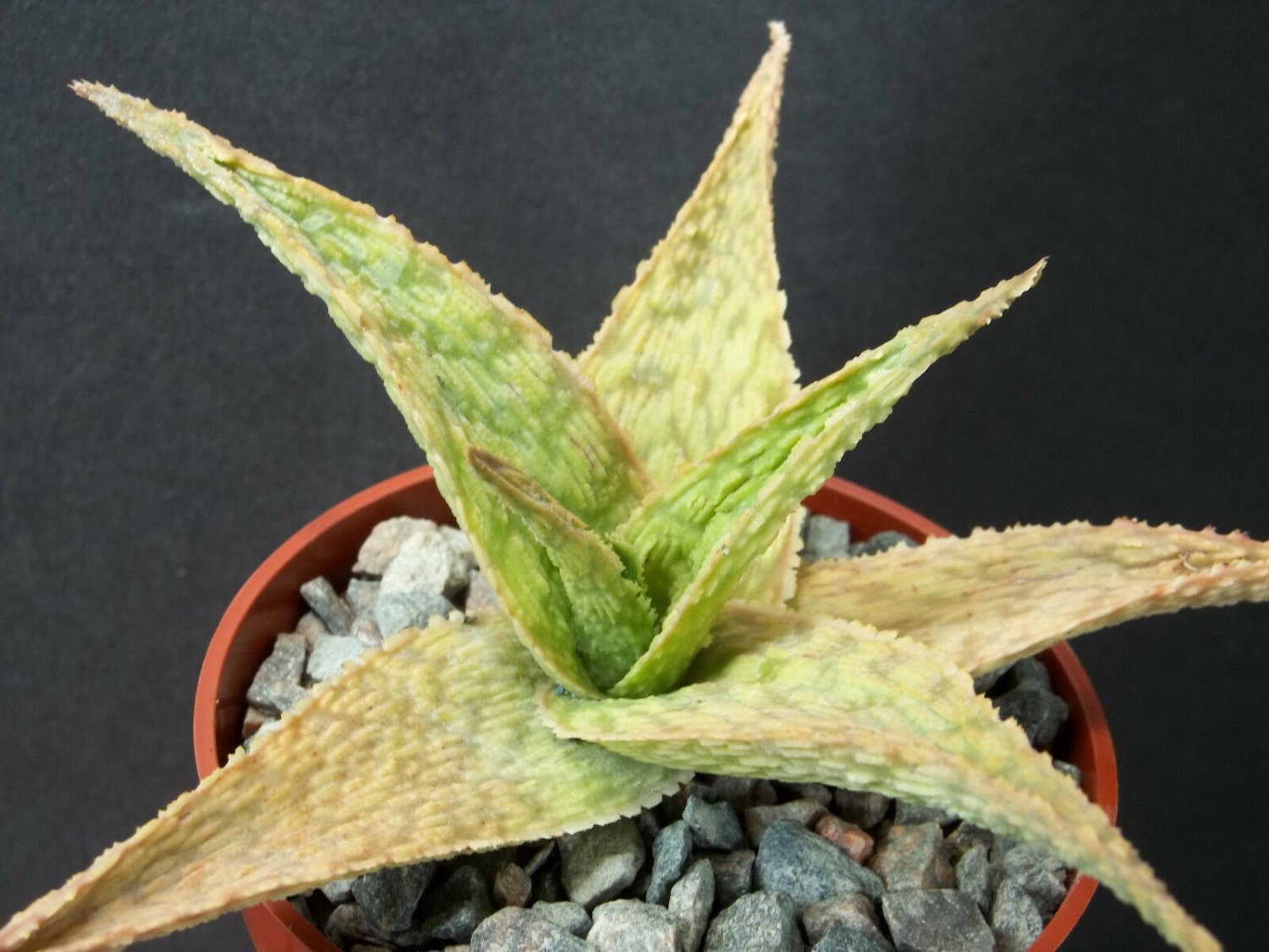 4" Pot Aloe Silver Ridge (Rare succulent plant exotic cacti cactus agave bonsai)