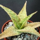 4" Pot Aloe Silver Ridge (Rare succulent plant exotic cacti cactus agave bonsai) 4" Pot Aloe Silver Ridge (Rare succulent plant exotic cacti cactus agave bonsai)