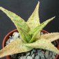 4" Pot Aloe Silver Ridge (Rare succulent plant exotic cacti cactus agave bonsai)