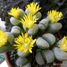 100 SEEDS RARE LITHOPS HELMUTII (Living stones exotic pebbles succulent rock seed)
