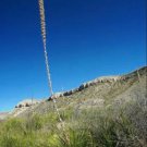 50 SEEDS Agave lechuguilla (Exotic american desert succulent rare cactus seed) 50 SEEDS Agave lechuguilla (Exotic american desert succulent rare cactus seed)