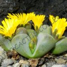 15 SEEDS RARE TANQUANA HILMARI (Rock mesembs exotic succulent cactus aloe seed) 15 SEEDS RARE TANQUANA HILMARI (Rock mesembs exotic succulent cactus aloe seed)