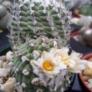 10 SEEDS Turbinicarpus Klinkerianus Rare Cactus
