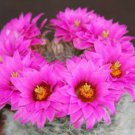 100 SEEDS Mammillaria Guelzowiana (Cacti rare pincushion flower cactus aloe seed)