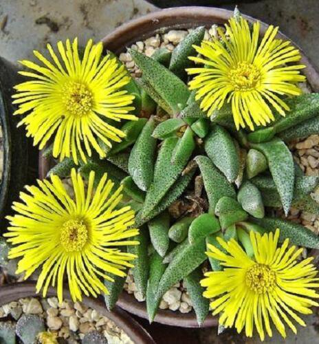 15 SEEDS Rabiea Difformis (Rare mesembs living stone aloe exotic succulent seed)