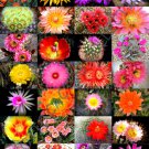 20 Seeds COLOR CACTUS MIX (Exotic cacti flowering desert succulent plant seed)
