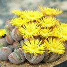 20 SEEDS Dinteranthus Microspermus Puberulus Mesembs Living Stone Cacti 20 SEEDS Dinteranthus Microspermus Puberulus Mesembs Living Stone Cacti