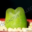 15 SEEDS RARE CONOPHYTUM RATUM (Mesembs exotic succulent rock living stones seed)