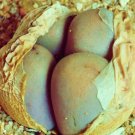 50 SEEDS Lithops Steineckeana (Rare plant exotic living stones ice succulent seed)