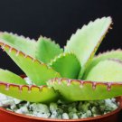 4" Plant  MOTHER OF THOUSANDS (Kalanchoe daigremontiana mexican hat plant succulent)