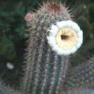 500 SEEDS Pilosocereus Gounellei (Rare exotic columnar cacti outdoor cactus seed)