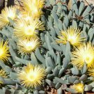 100 SEEDS Cheiridopsis Denticulata (Exotic succulent mesembs living stones seed)