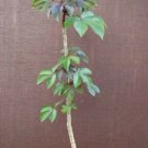 8" Pot Jatropha Gossypiifolia (Rare succulent plant cacti)
