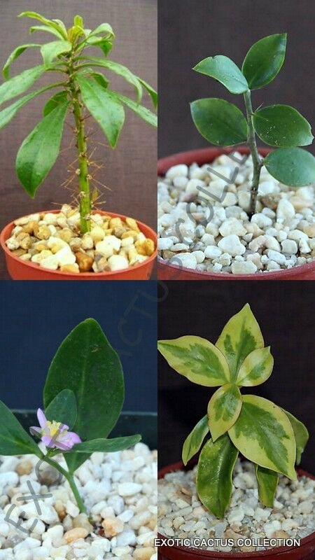 4" Plants RARE PERESKIA COLLECTION (Variety exotic rare succulent collector plant)