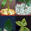 4" Plants RARE PERESKIA COLLECTION (Variety exotic rare succulent collector plant)