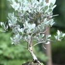 15 Seeds Conocarpus Erectus Sericeus (Florida native wild tree bonsai shrub seed) 15 Seeds Conocarpus Erectus Sericeus (Florida native wild tree bonsai shrub seed)