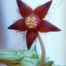 3 SEEDS DUVALIA SULCATA (Exotic huernia rare orbea succulent stapelia plant seed)