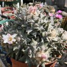 50 SEEDS Ariocarpus Retusus (Exotic rare desertliving rock cactus cacti seed) 50 SEEDS Ariocarpus Retusus (Exotic rare desertliving rock cactus cacti seed)