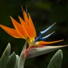 50 Seeds CRANE FLOWER PLANT (Strelitzia Reginae flowering Bird of Paradise seed)
