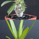 2" Pot PACHYPODIUM COMBO (Rare exotic madagascar palm succulent plants cactus cacti)